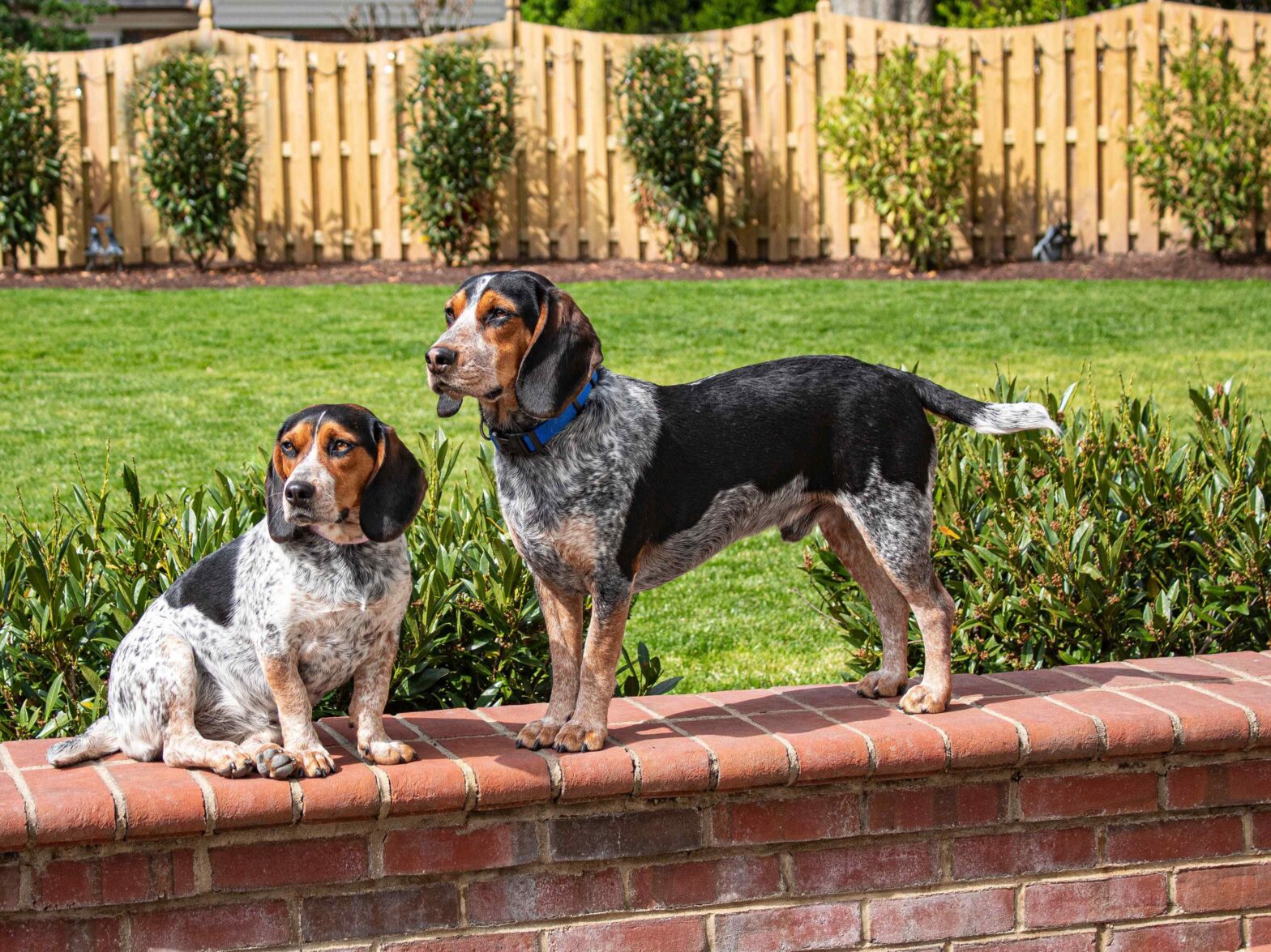 Photo of two dogs in the yard secured by a wood fence in Indiana